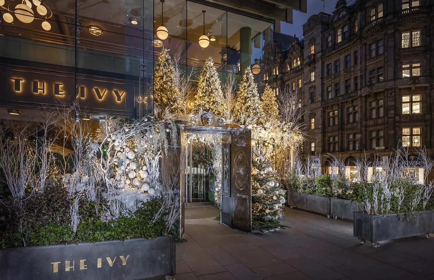 The Ivy's terrace at night, lined with lit white Christmas trees